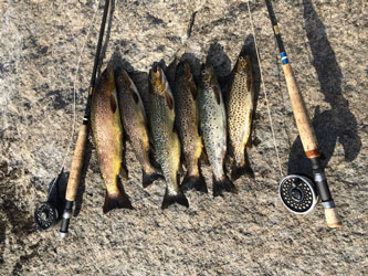 six nice browntrouts
