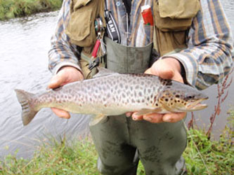 seatrout from Glenamoy